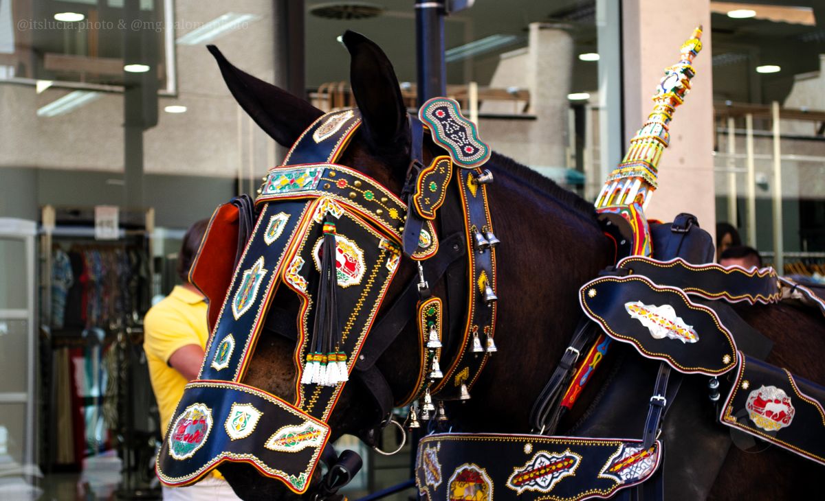 Mulas y carros, tradición viva en la Feria de Tomelloso