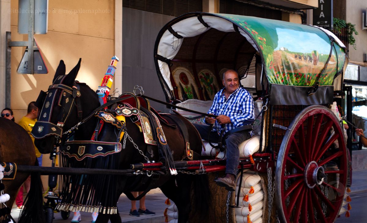 Mulas y carros, tradición viva en la Feria de Tomelloso