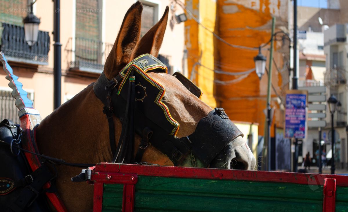Mulas y carros, tradición viva en la Feria de Tomelloso