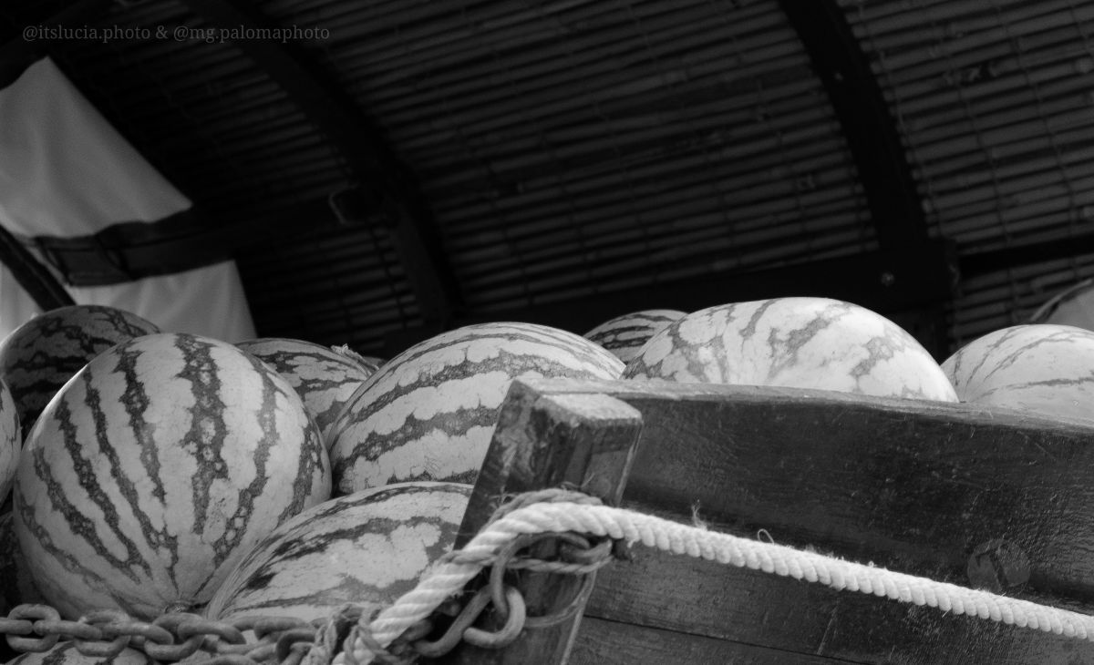 Mulas y carros, tradición viva en la Feria de Tomelloso