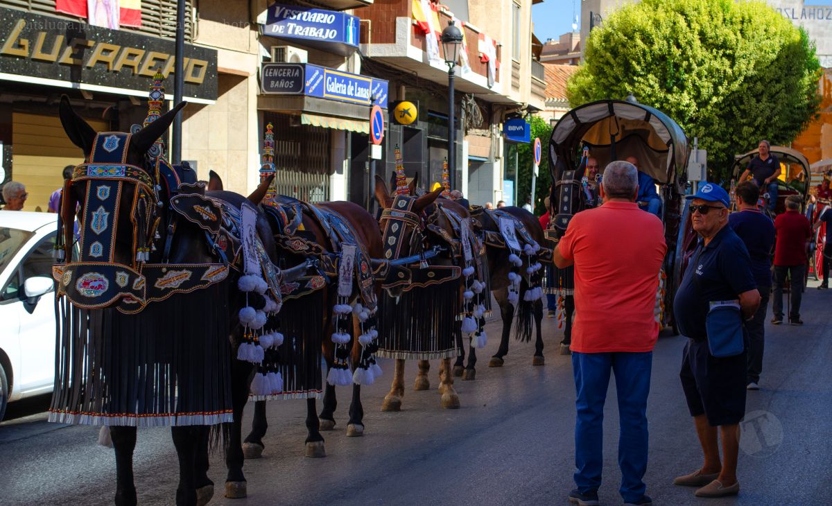 Mulas y carros, tradición viva en la Feria de Tomelloso