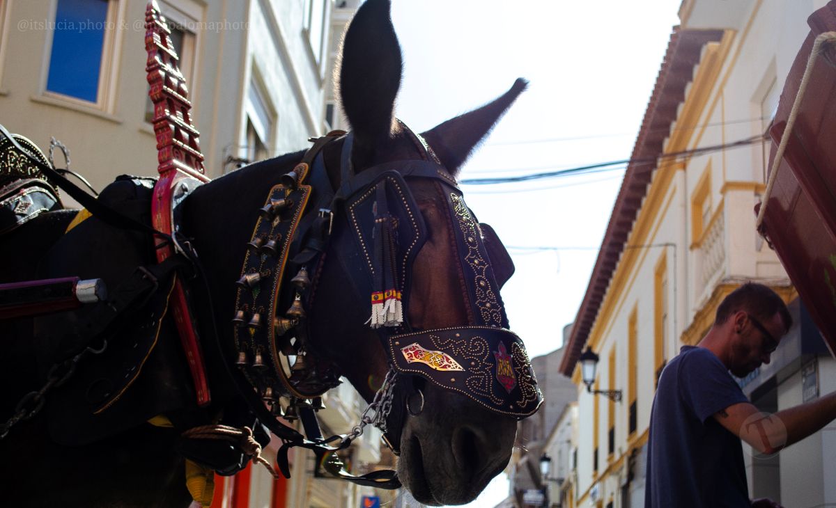 Mulas y carros, tradición viva en la Feria de Tomelloso