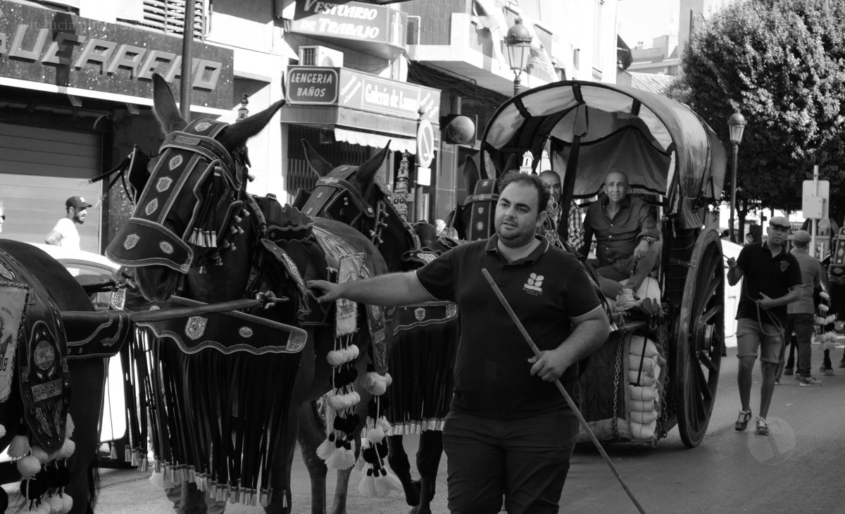 Mulas y carros, tradición viva en la Feria de Tomelloso