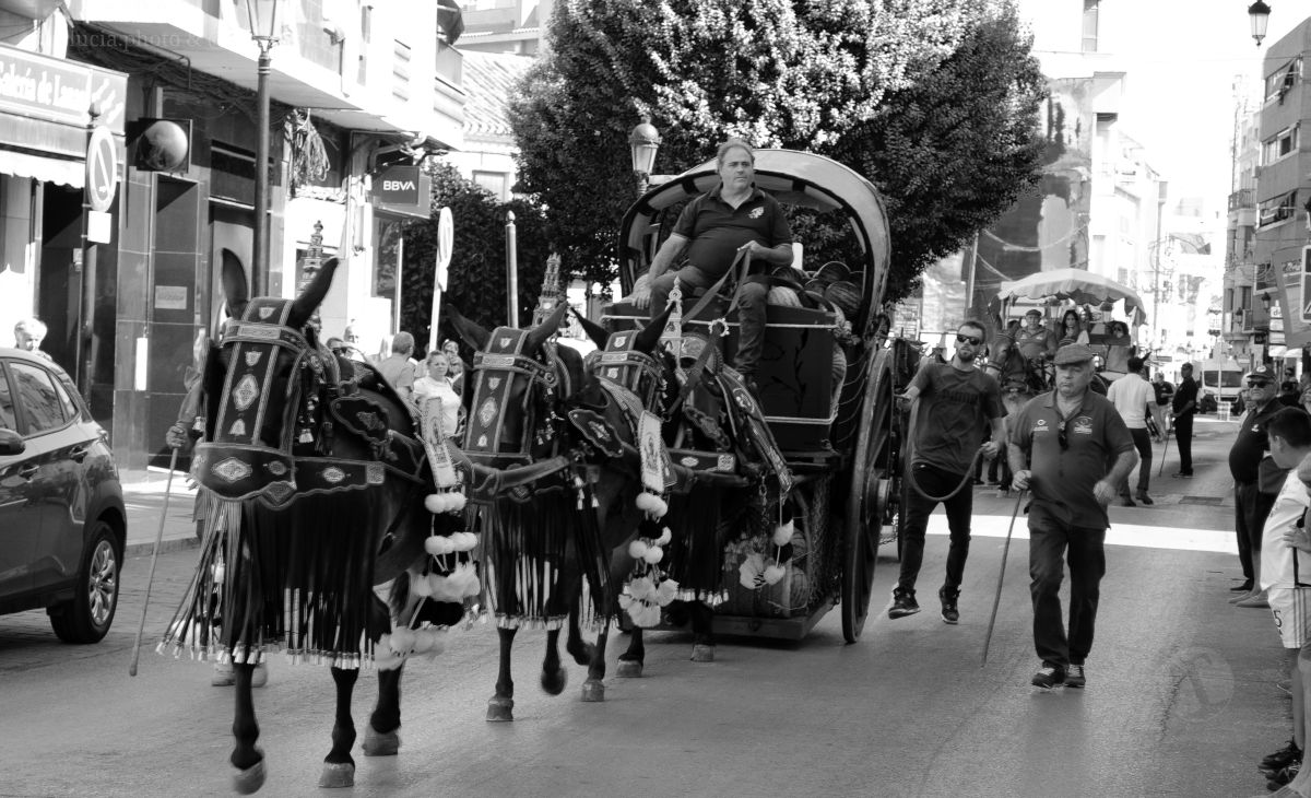 Mulas y carros, tradición viva en la Feria de Tomelloso