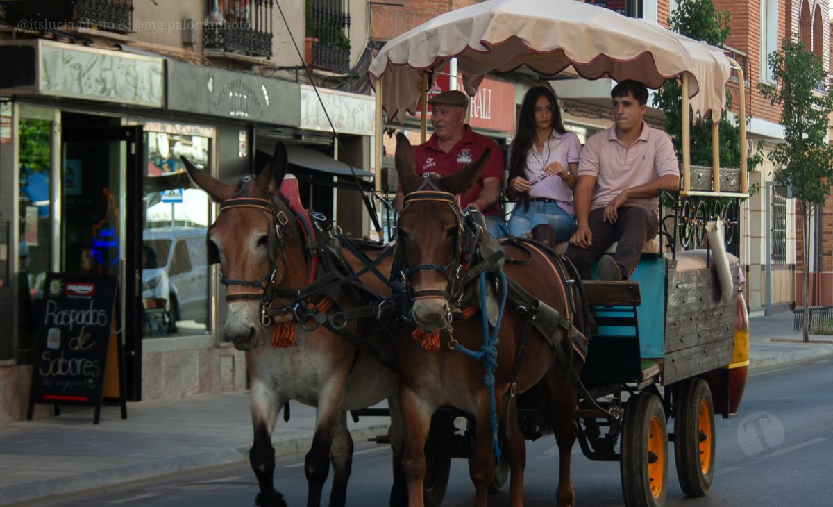 Mulas y carros, tradición viva en la Feria de Tomelloso