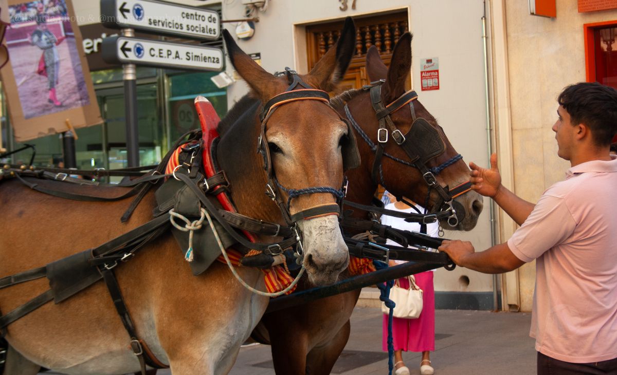 Mulas y carros, tradición viva en la Feria de Tomelloso