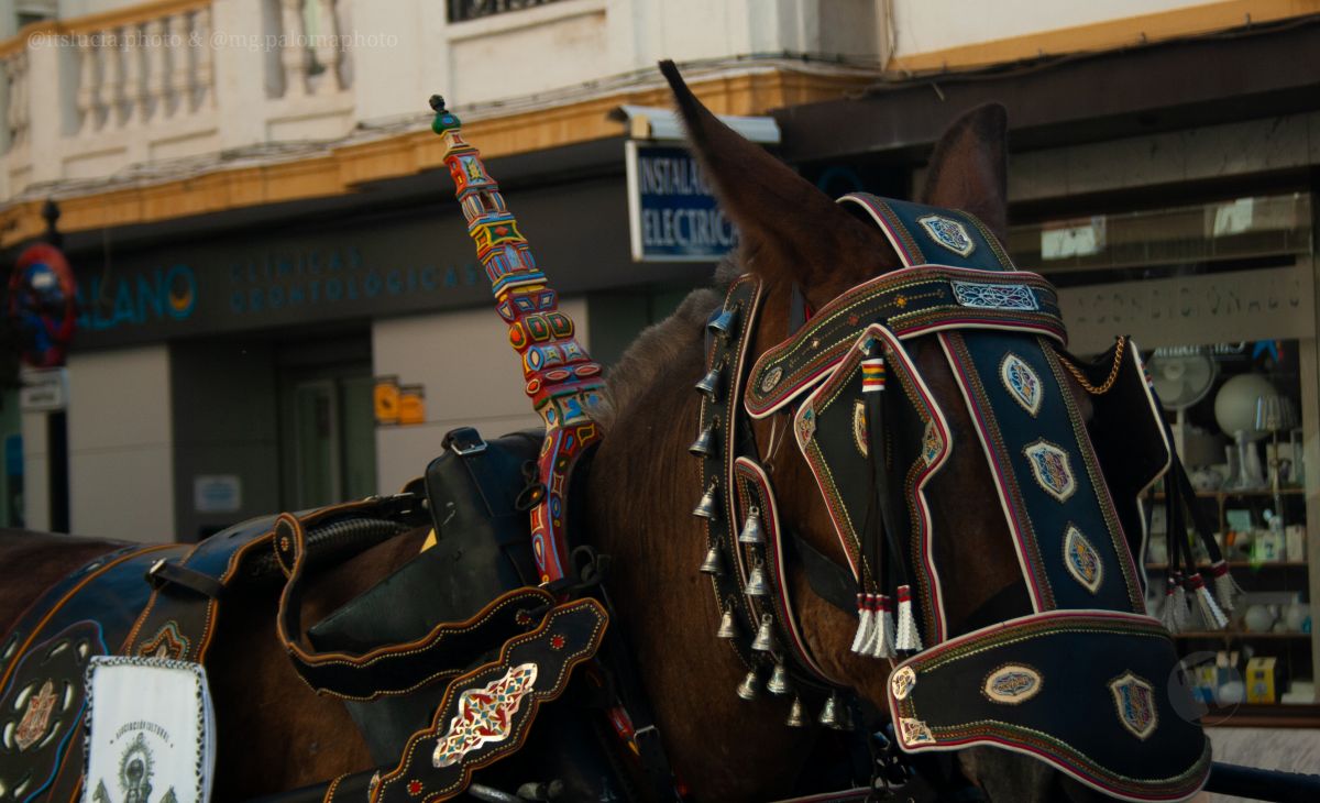 Mulas y carros, tradición viva en la Feria de Tomelloso