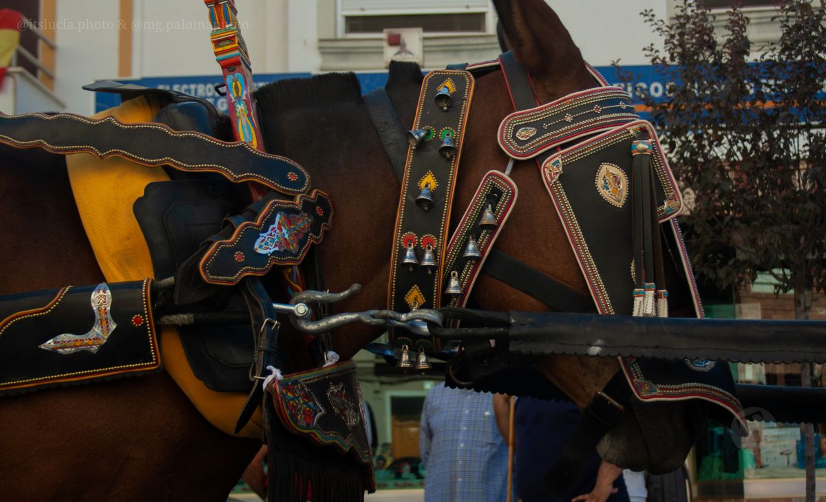 Mulas y carros, tradición viva en la Feria de Tomelloso