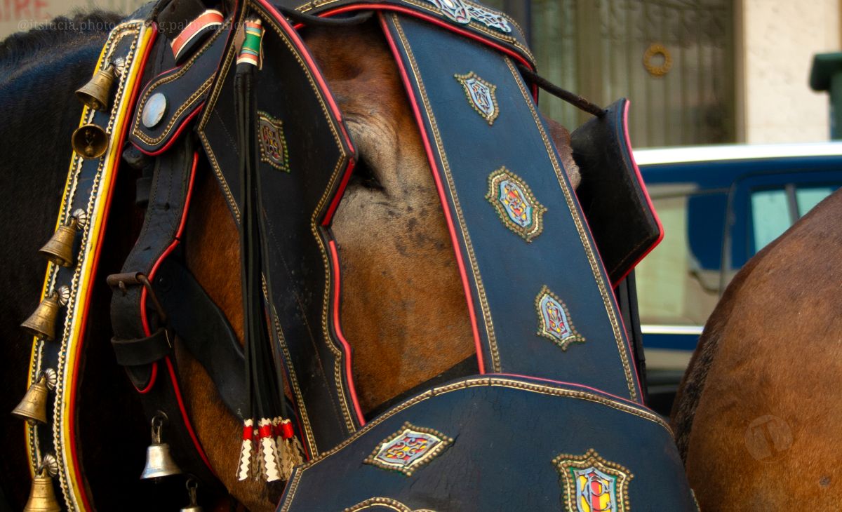 Mulas y carros, tradición viva en la Feria de Tomelloso
