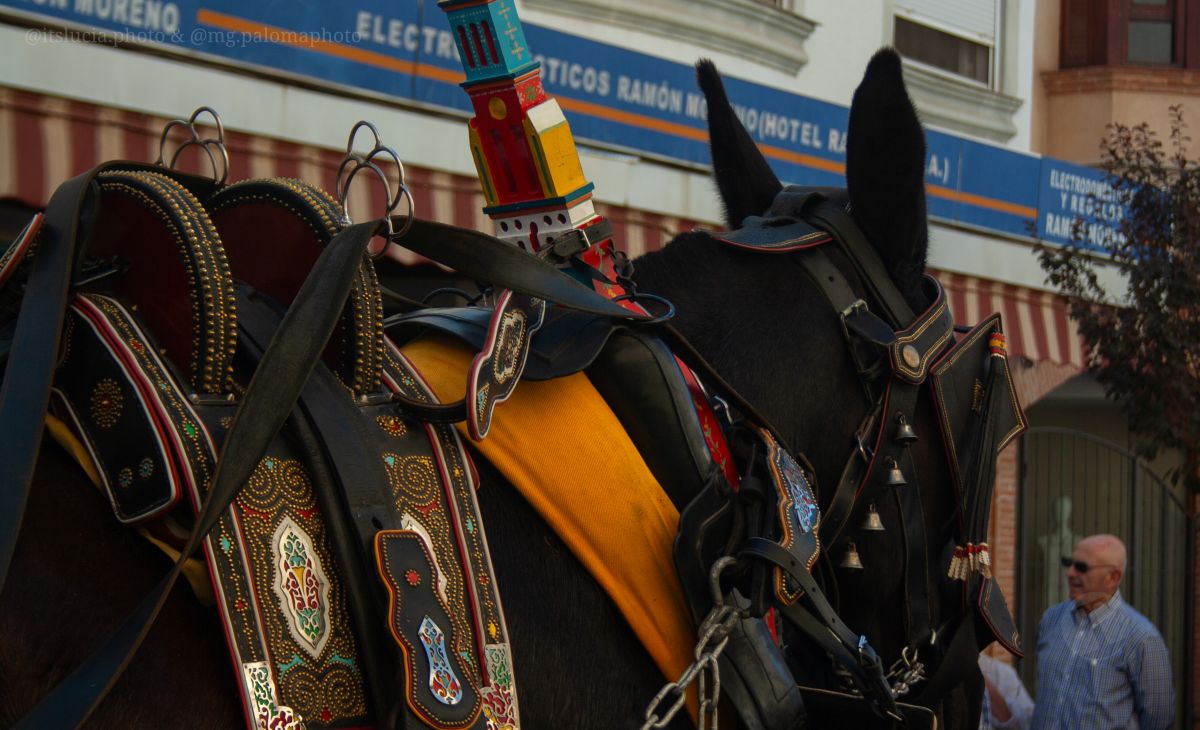 Mulas y carros, tradición viva en la Feria de Tomelloso
