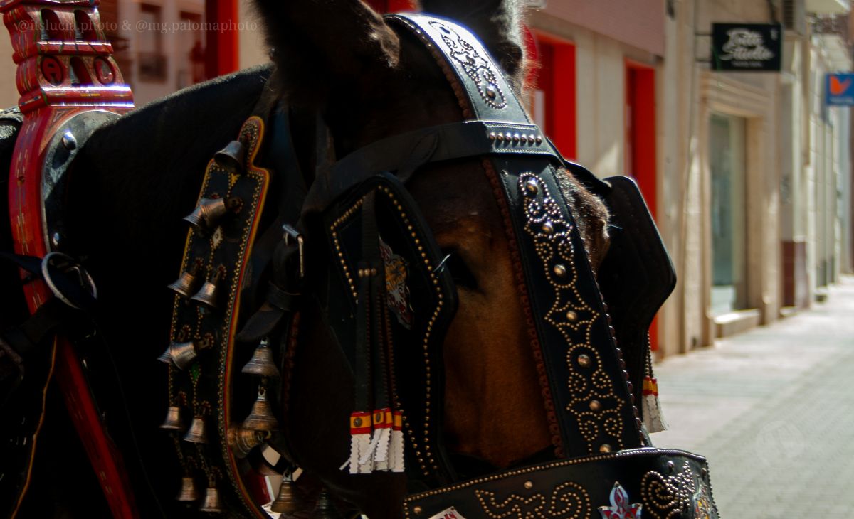Mulas y carros, tradición viva en la Feria de Tomelloso