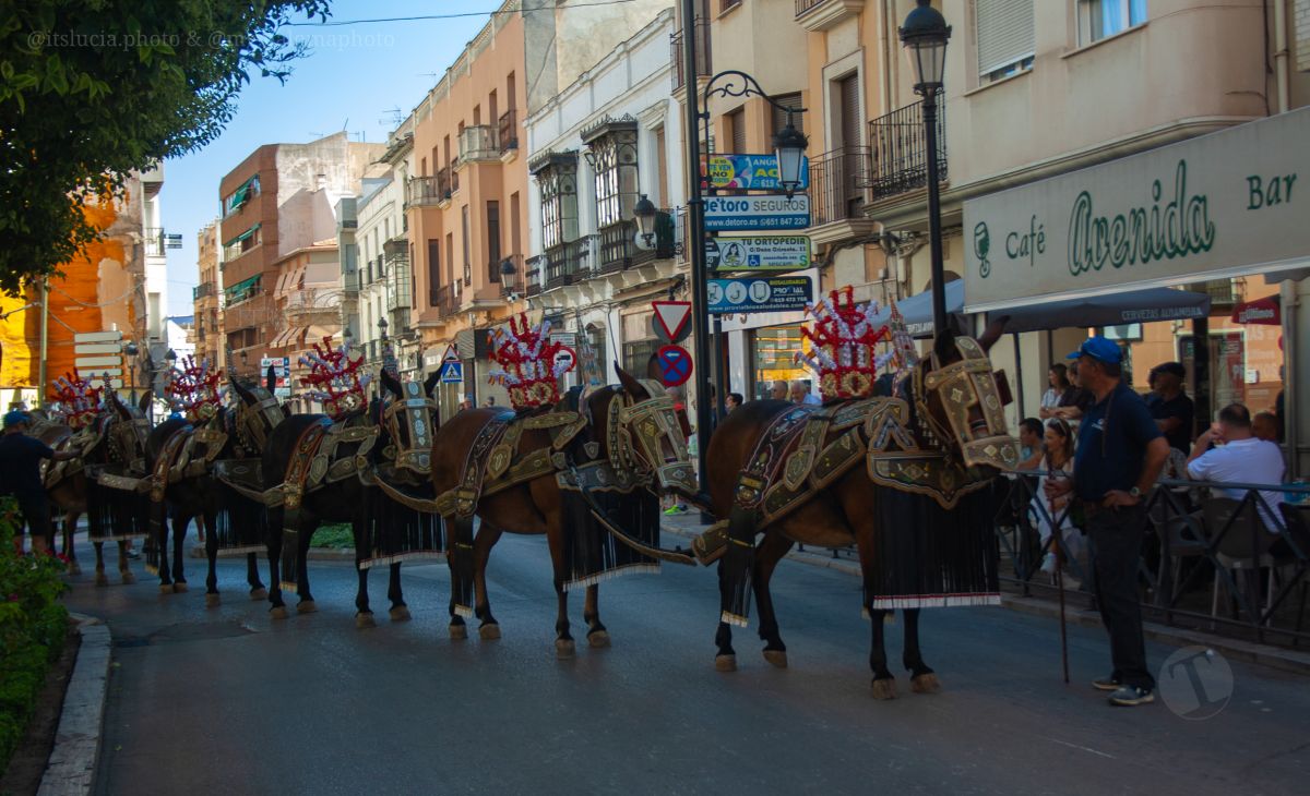 Mulas y carros, tradición viva en la Feria de Tomelloso