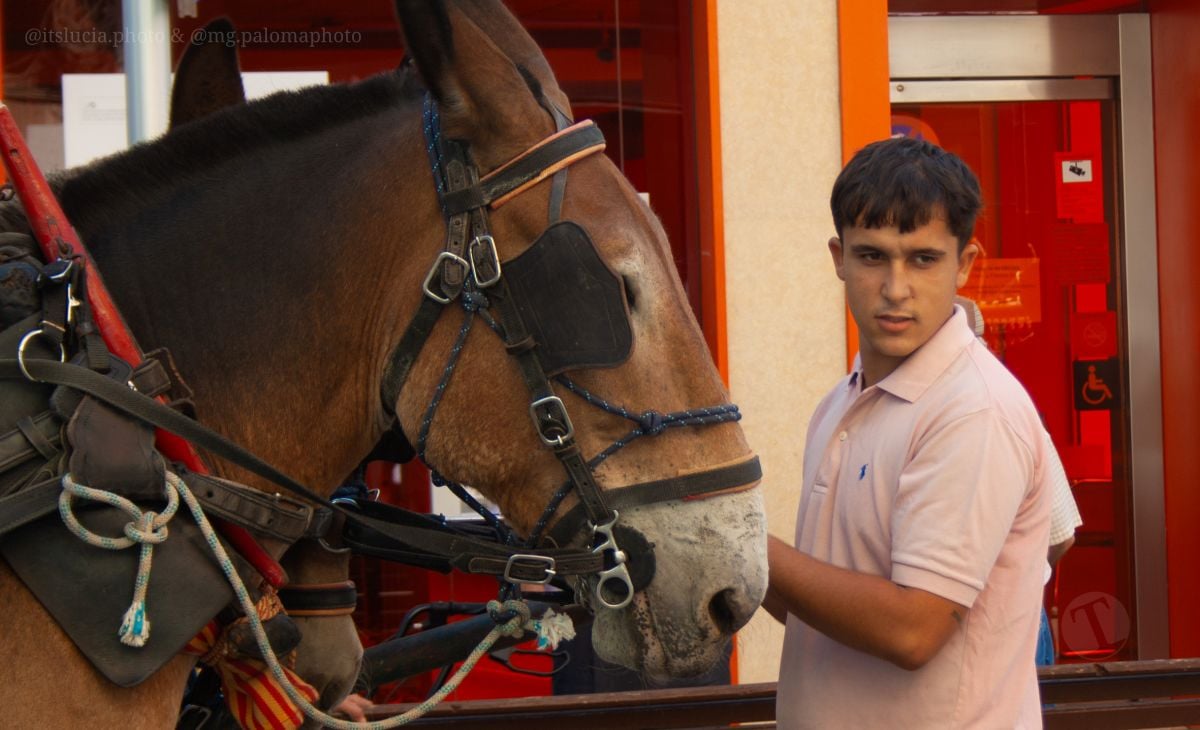 Mulas y carros, tradición viva en la Feria de Tomelloso