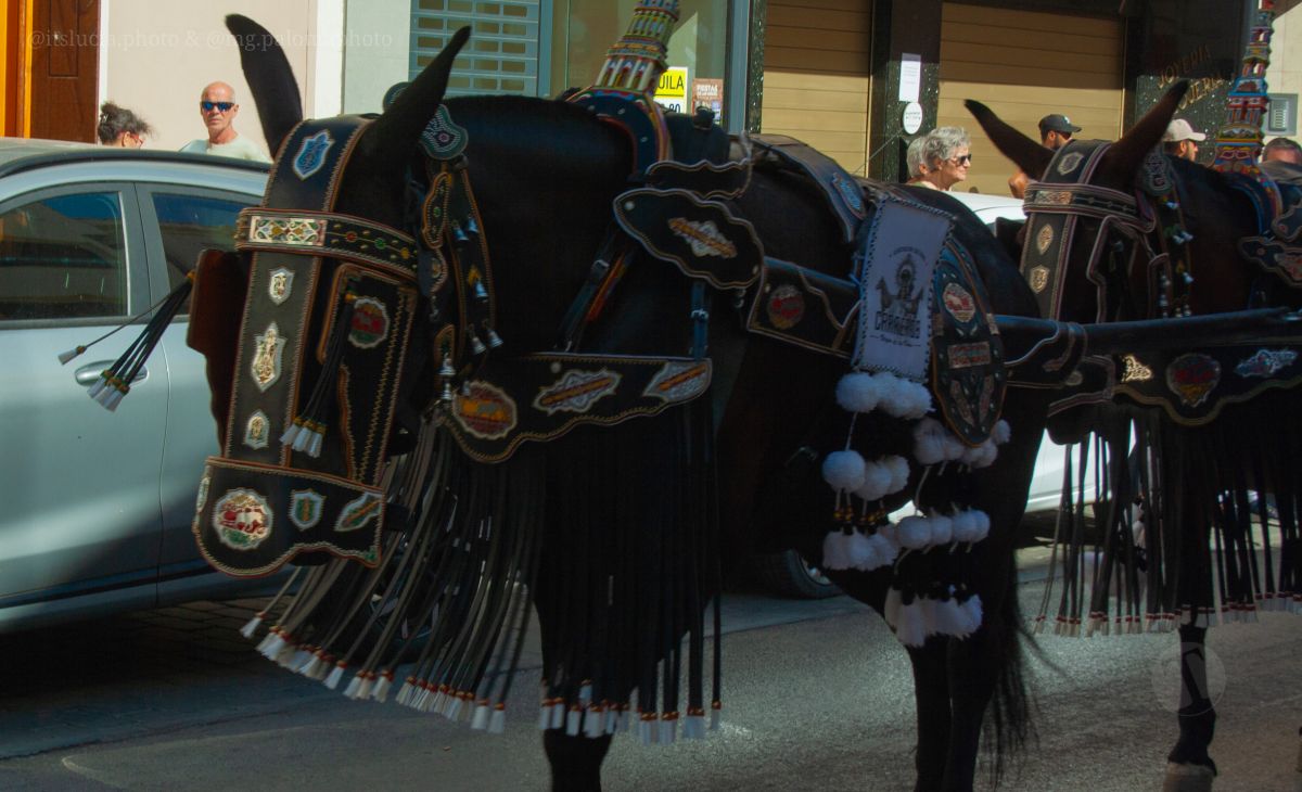 Mulas y carros, tradición viva en la Feria de Tomelloso