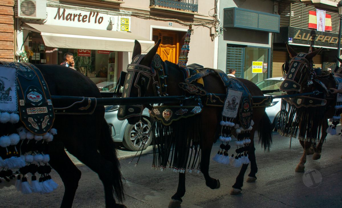 Mulas y carros, tradición viva en la Feria de Tomelloso