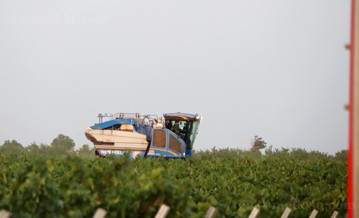 Arranca la vendimia en Tomelloso con buenas previsiones de calidad y producción