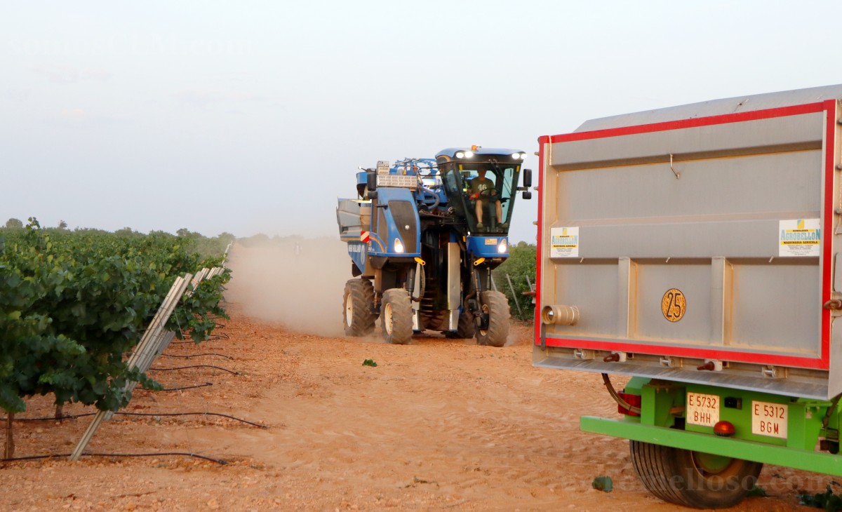 Arranca la vendimia en Tomelloso con buenas previsiones de calidad y producción