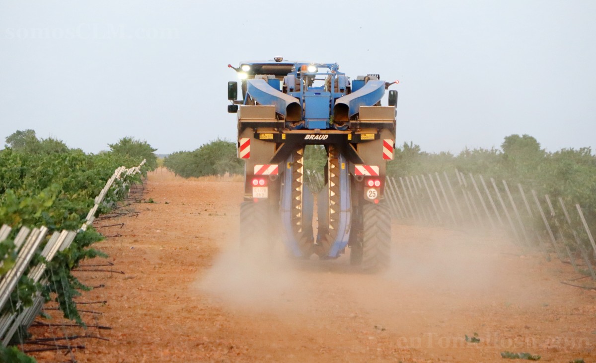 Arranca la vendimia en Tomelloso con buenas previsiones de calidad y producción