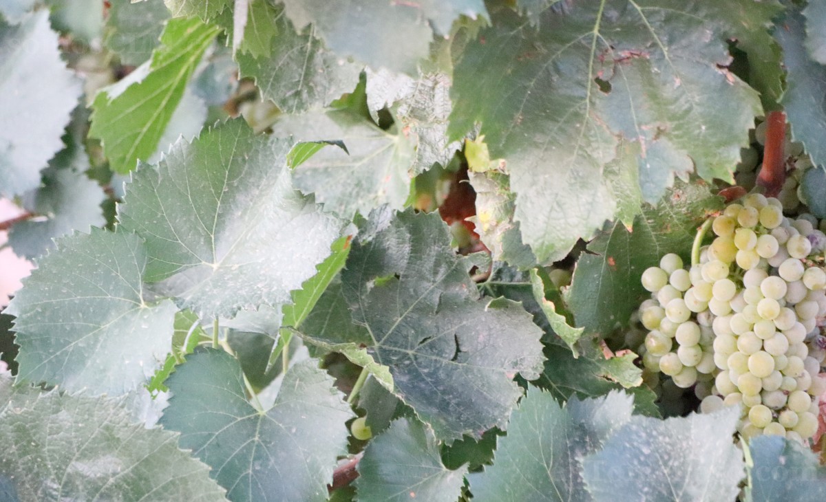 Arranca la vendimia en Tomelloso con buenas previsiones de calidad y producción