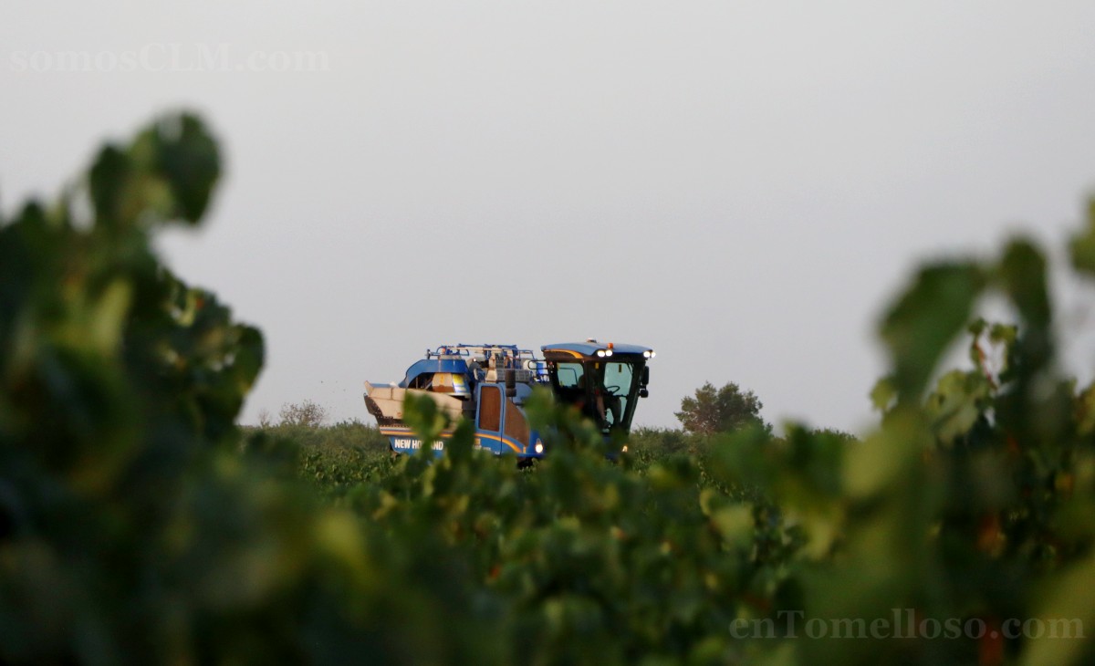 Arranca la vendimia en Tomelloso con buenas previsiones de calidad y producción