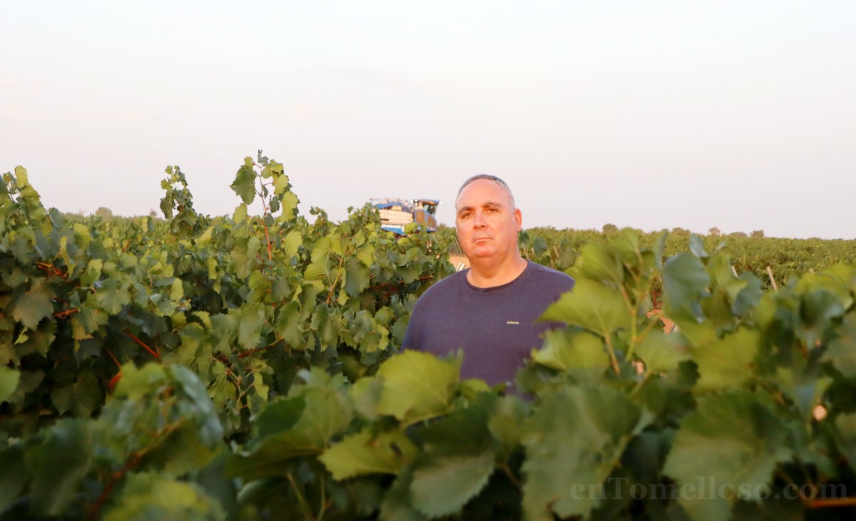 Arranca la vendimia en Tomelloso con buenas previsiones de calidad y producción