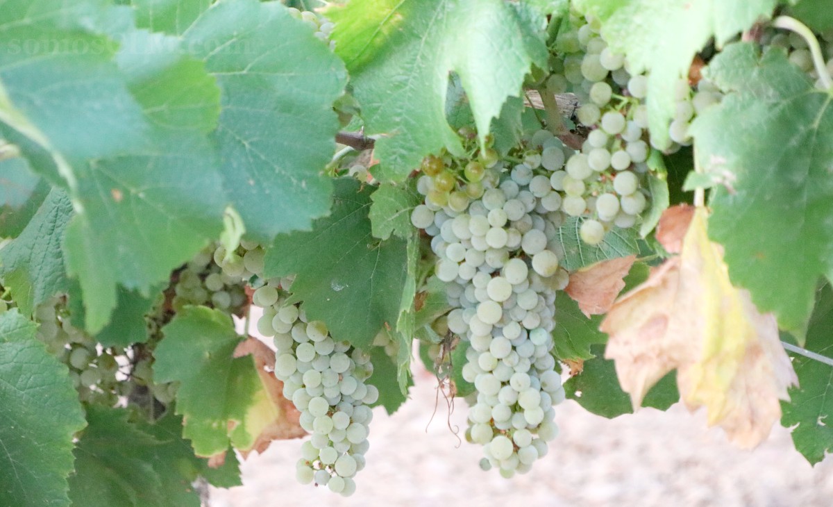 Arranca la vendimia en Tomelloso con buenas previsiones de calidad y producción