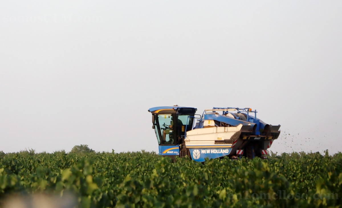 Arranca la vendimia en Tomelloso con buenas previsiones de calidad y producción