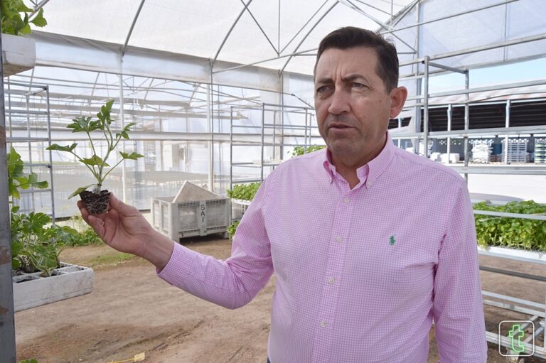 Cooperativas de C-LM ven «injustificada» la bajada de los precios del melón y la sandía