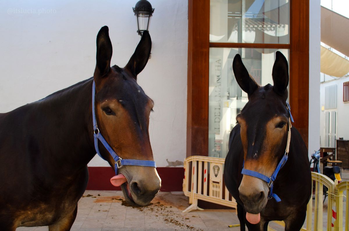 El Mercadillo Tradicional, visto a través de los detalles y el objetivo de la cámara
