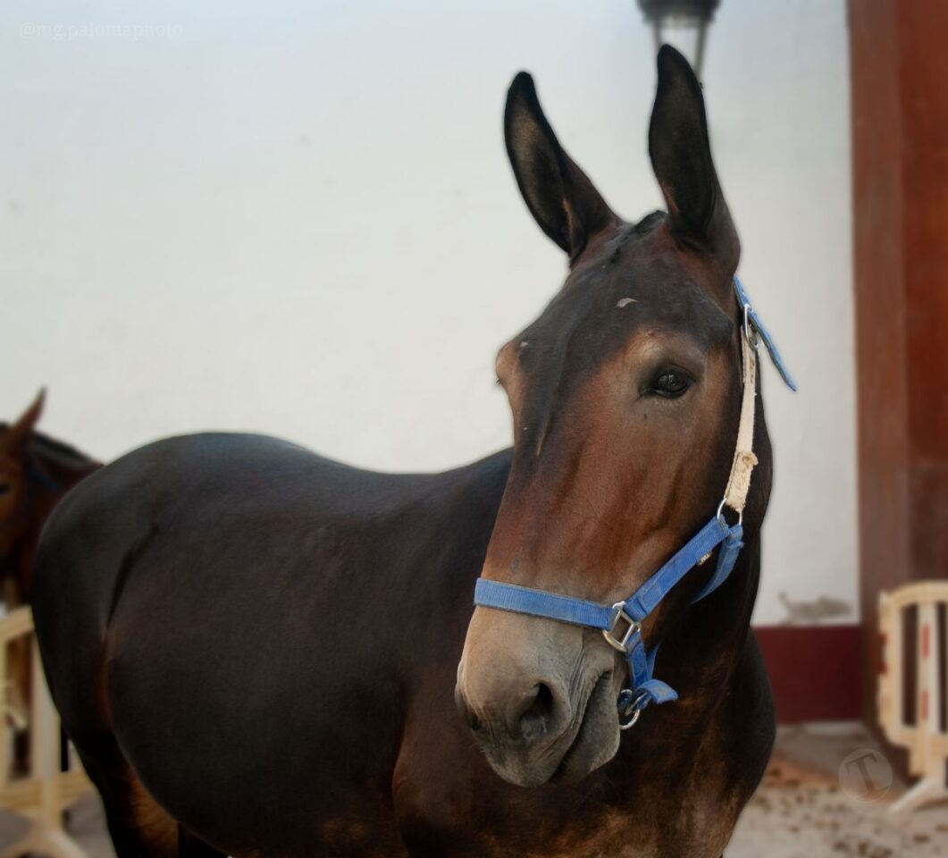 El Mercadillo Tradicional, visto a través de los detalles y el objetivo de la cámara