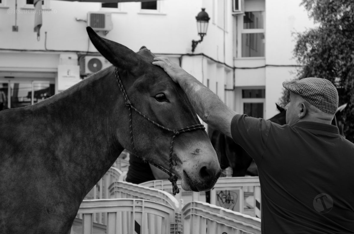 El Mercadillo Tradicional, visto a través de los detalles y el objetivo de la cámara
