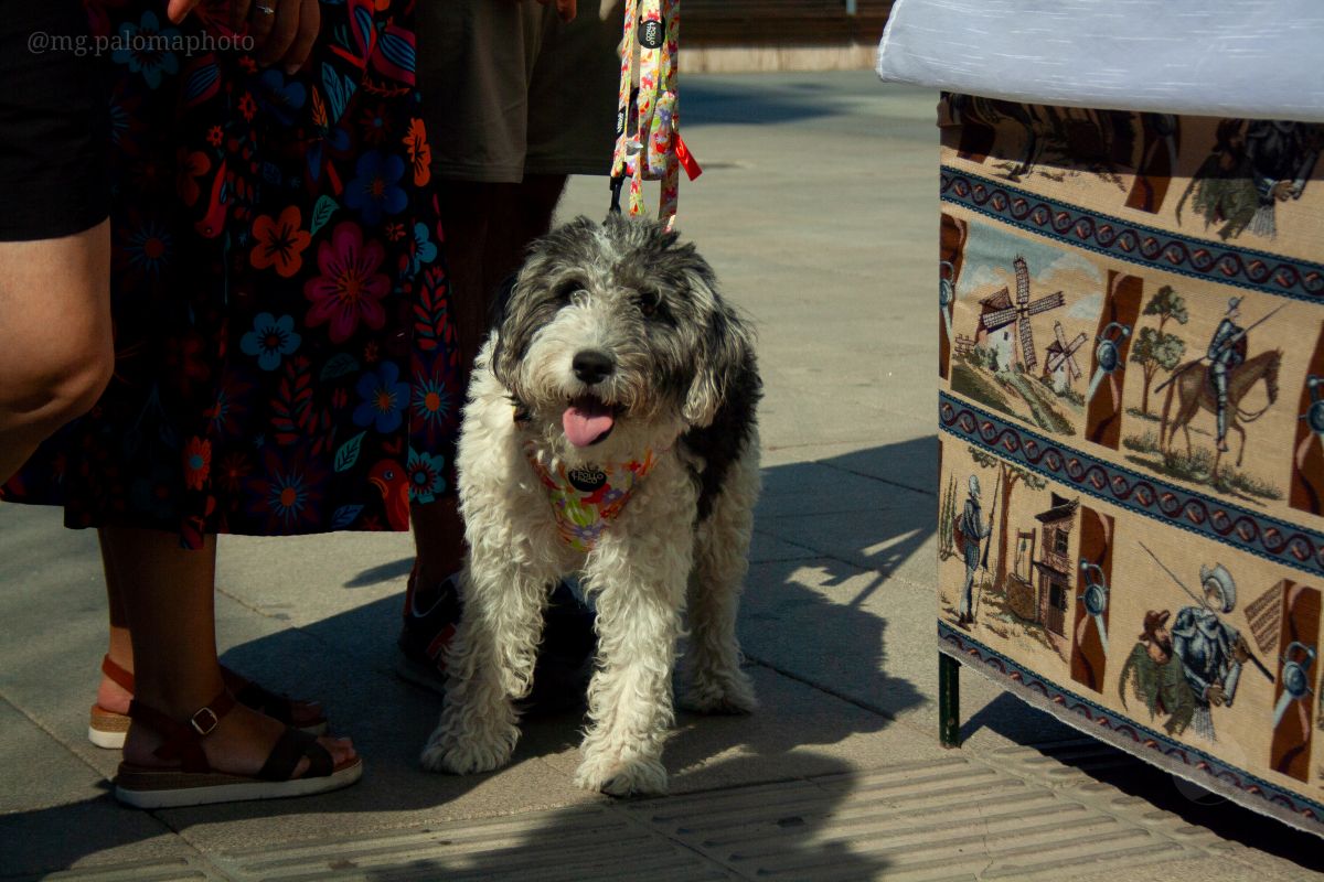 El Mercadillo Tradicional, visto a través de los detalles y el objetivo de la cámara