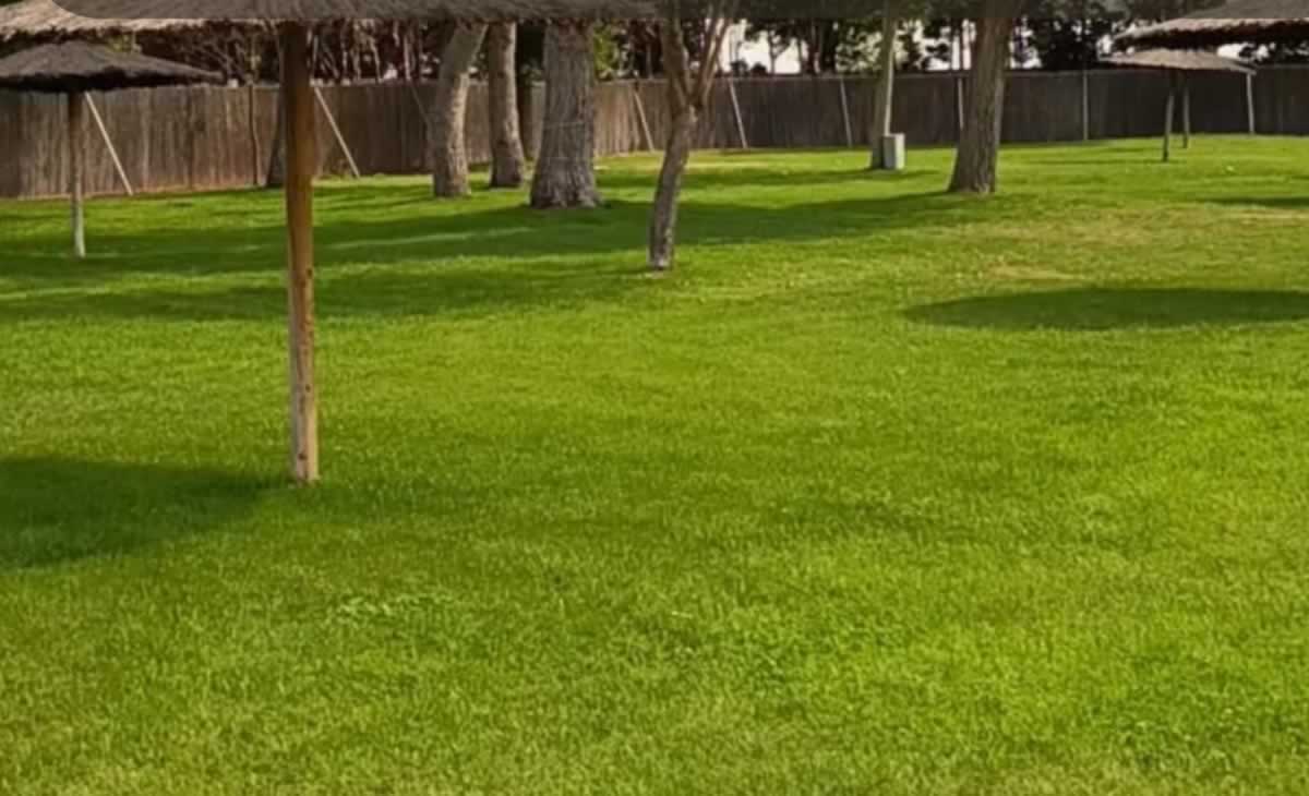 Estado del césped tras la renovación por Equipo Gobierno de Javier Navarro