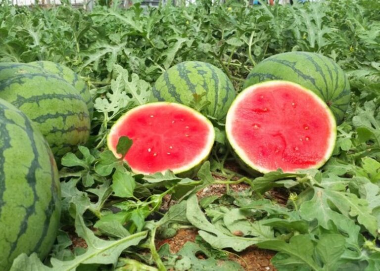 Los precios del melón y la sandía sufren una caída superior al 17 %