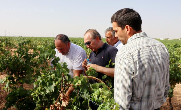 El Gobierno regional y Agroseguro aceleran las peritaciones tras el pedrisco que arrasó los viñedos