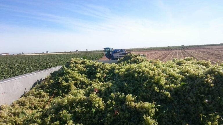 Cooperativas Agro-alimentarias de España actualiza su previsión de vendimia a 34 millones de hectolitros