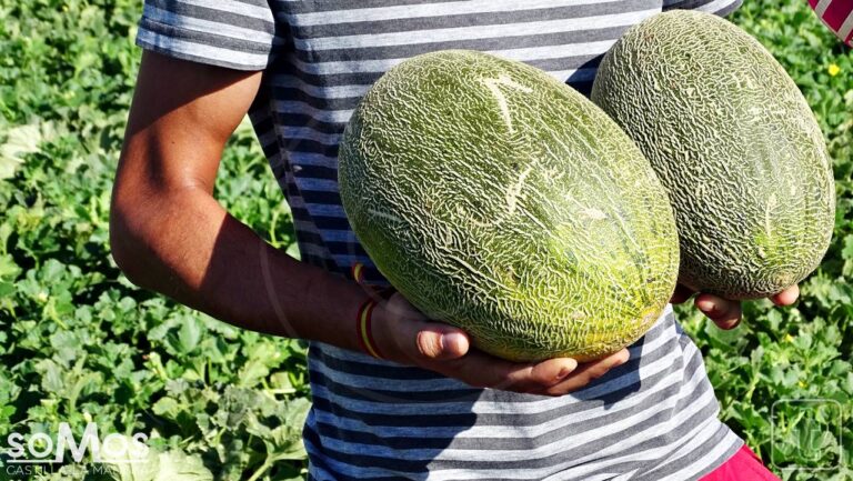Bajada generalizada de los precios del melón y la sandía en Castilla-La Mancha
