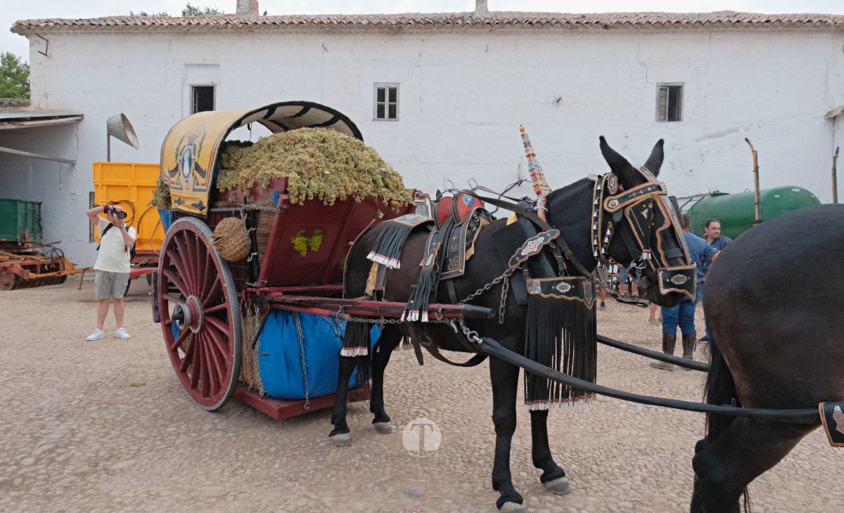 Eusebio Becerra, Vendimiador del Año 2025 en Tomelloso: "Tu historia es la de todos"