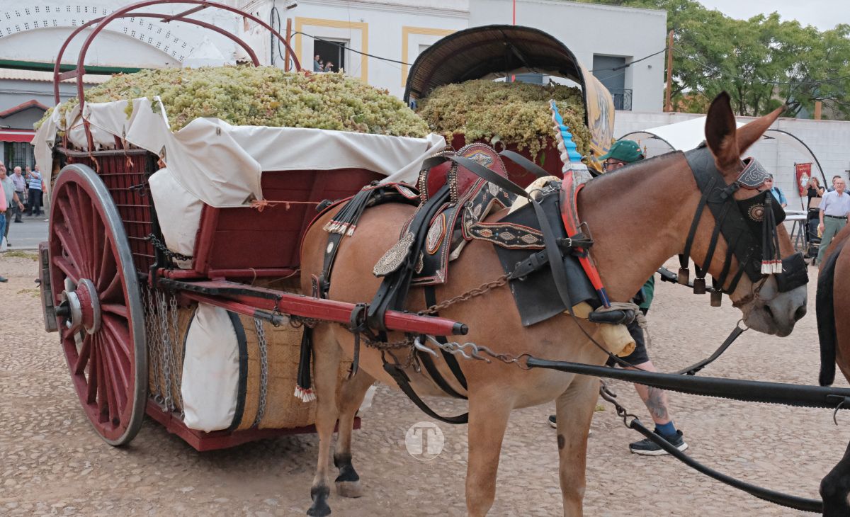 Eusebio Becerra, Vendimiador del Año 2025 en Tomelloso: "Tu historia es la de todos"