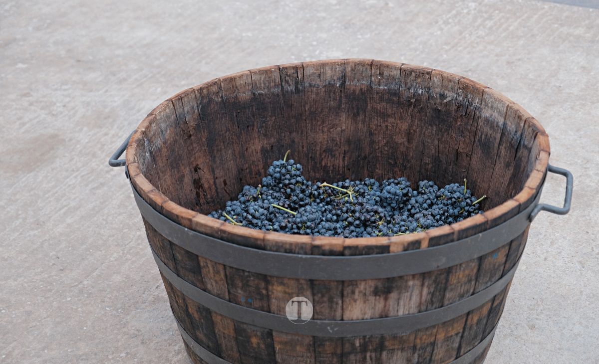 Eusebio Becerra, Vendimiador del Año 2025 en Tomelloso: "Tu historia es la de todos"