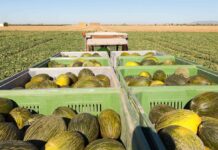 Las ayudas para modernizar cooperativas de C-LM podrán pedirse desde el martes