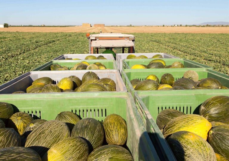 Las ayudas para modernizar cooperativas de C-LM podrán pedirse desde el martes