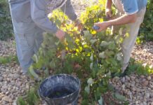 Agricultores piden contratar a inmigrantes irregulares en pueblos para las campañas agrícolas