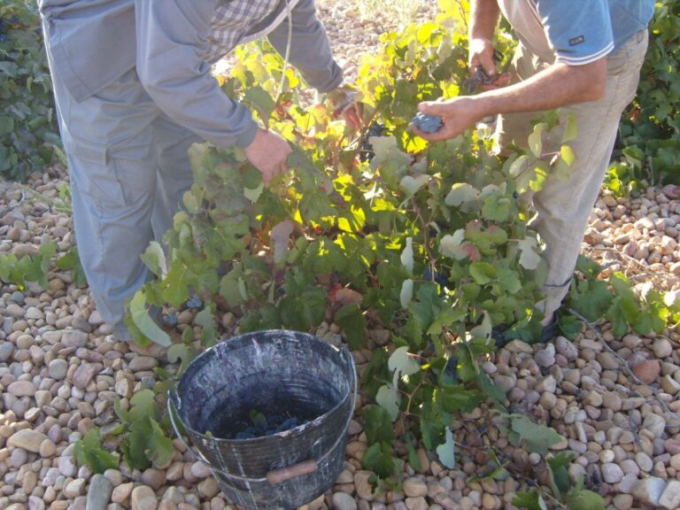 Agricultores piden contratar a inmigrantes irregulares en pueblos para las campañas agrícolas