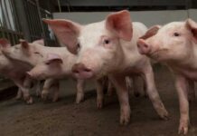 El Gobierno regional afirma que no hay «ningún riesgo» en el consumo de la carne de cerdo en C-LM