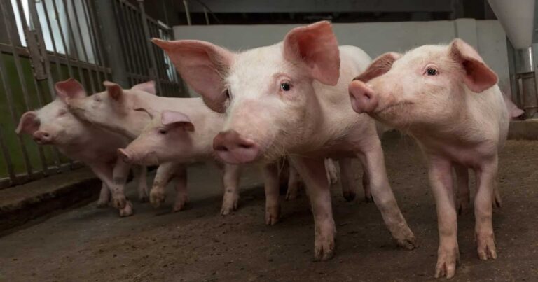 El Gobierno regional afirma que no hay «ningún riesgo» en el consumo de la carne de cerdo en C-LM