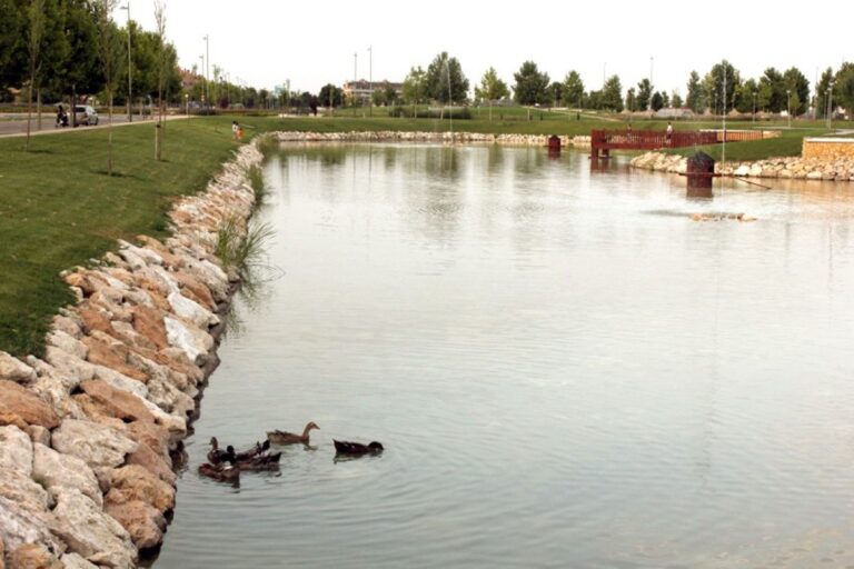 Activado el protocolo de sanidad animal tras detectar patos con gripe aviar en un lago de Guadalajara