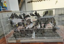 Detenidos los presuntos autores del intento de asesinato en La Puebla de Montalbán