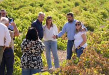 PP C-LM denuncia la «persecución» al campo y piden soluciones para salvar la vendimia