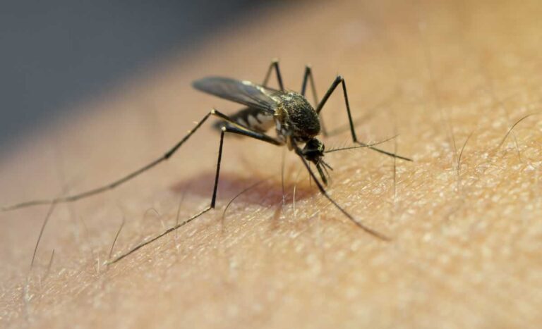 Un estudio revela que el mosquito tigre está presente en algunos municipios de Castilla-La Mancha